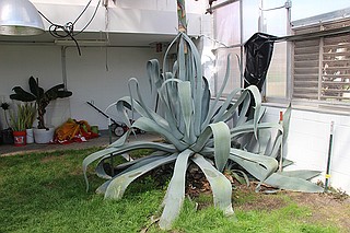 50-year-old plant preparing for show before it dies | Jefferson City News  Tribune