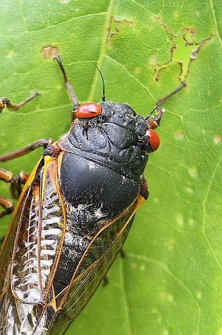 BUG 「Land of Decadence」 Spring cicada invasion to be biggest since 1803 | Jefferson City