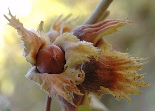 MDC to purchase tree and shrub seed for seedlings during select dates this fall