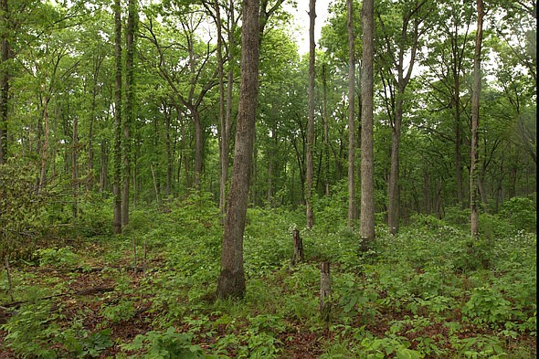 Award-winning landowners to host forest, wildlife field day