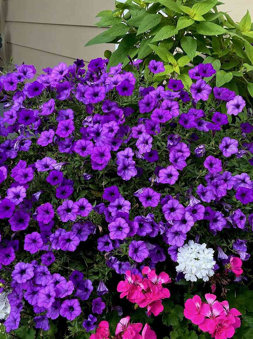 ⭐️pionunnal GARDEN mini INDIGO⭐️ ON GARDENING: Supertunia Mini Vista Indigo captures a super Honor