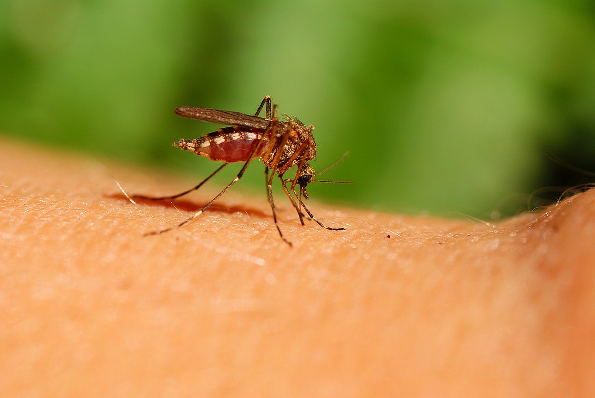 'The bugs are out,' Tips on how to get through bug-biting season ...