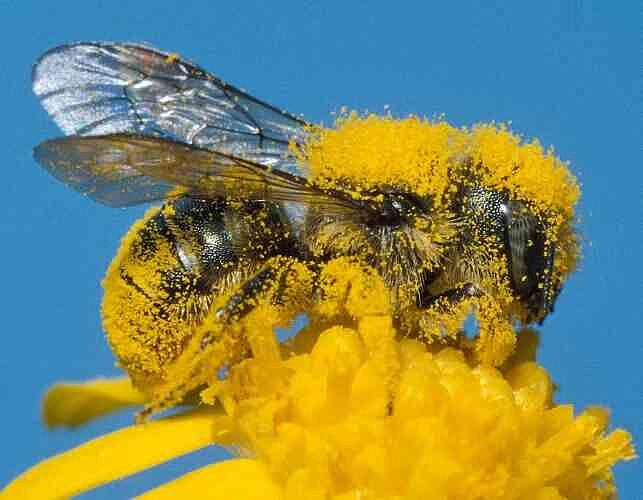 Missouri marks pollinator week, highlighting vital role of tiny garden helpers