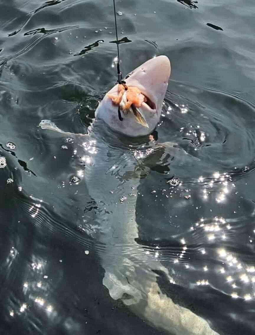 Puget Sound’s viral ‘shark wrestler’ tells his side of story