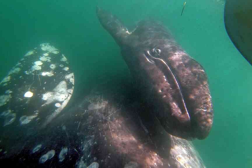 It’s looking like another bad year for Pacific gray whales