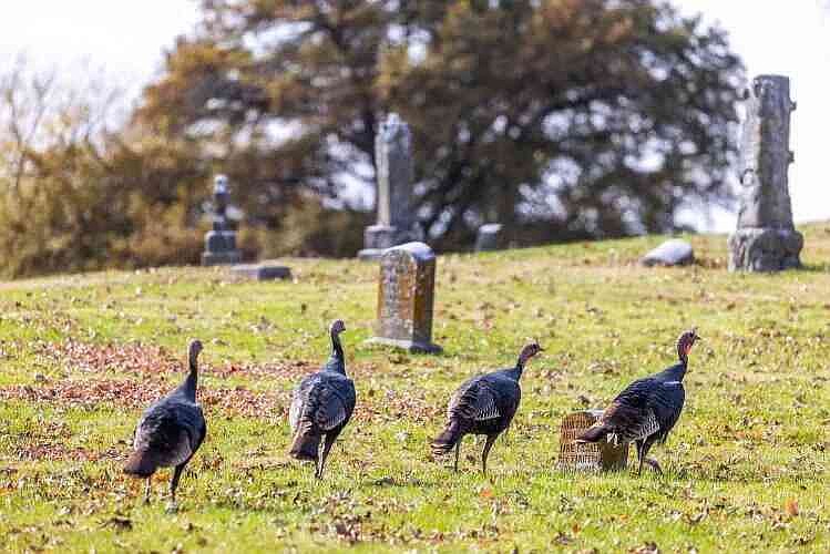 Missouri Department of Conservation begins annual turkey survey