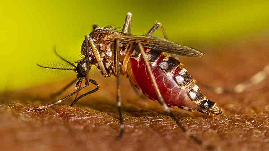 Google’s 32-million-mosquitoes project could change California’s battle against dengue