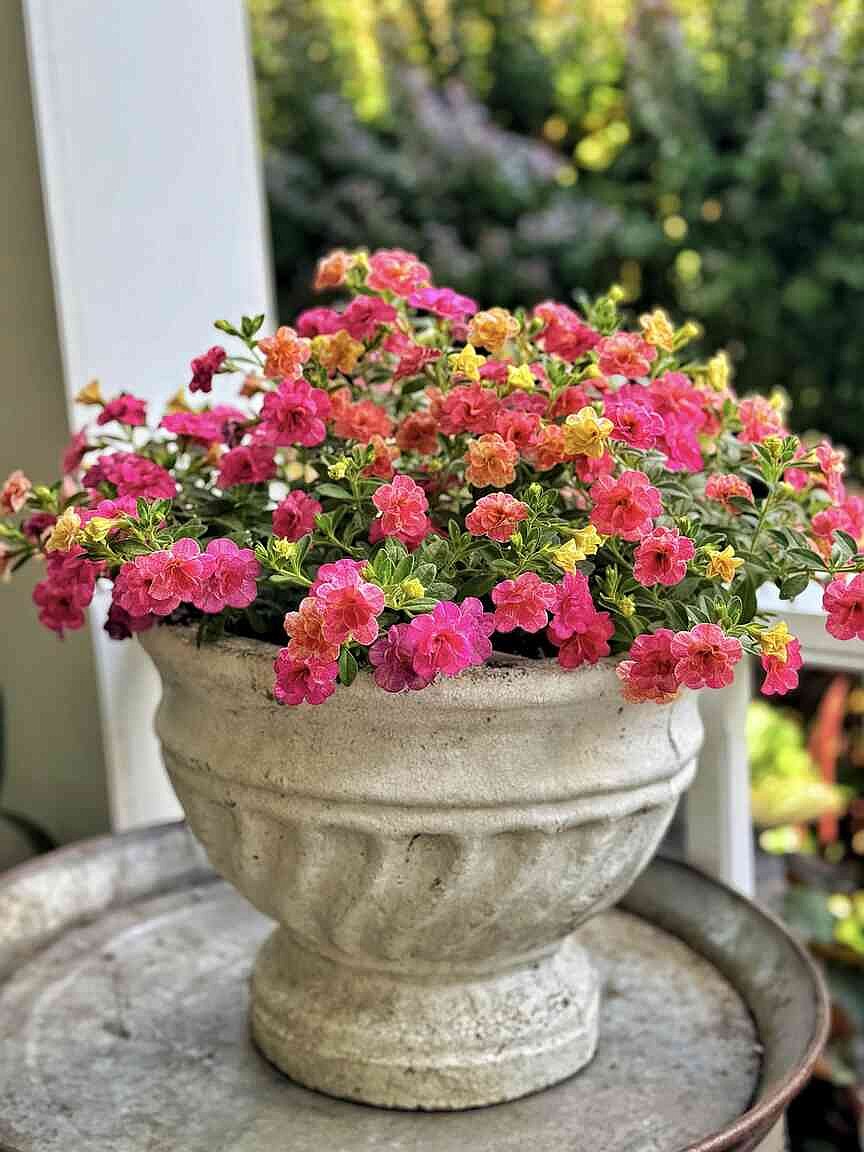ON GARDENING: There is Magic in the garden this year