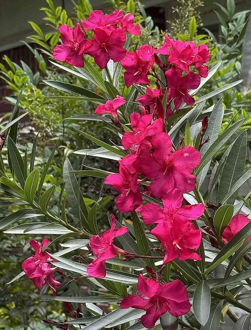 ON GARDENING: Austin Pretty Limits will have you two-stepping in the garden