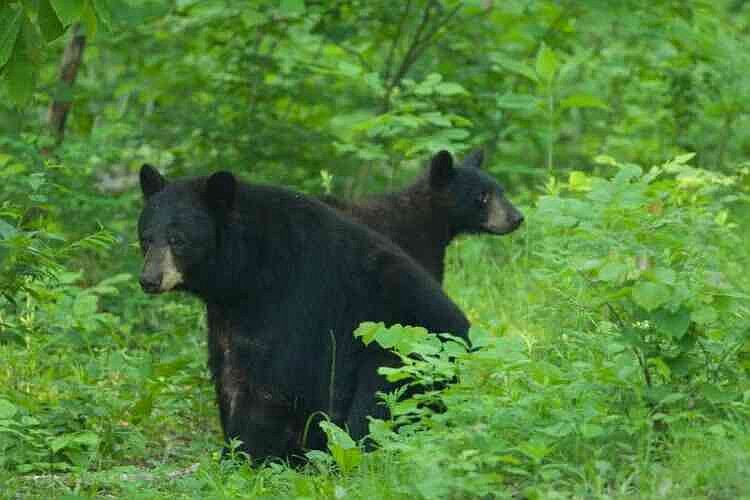 Bear expert attributes urban sightings in Missouri to recent flooding, conservation efforts