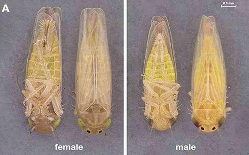 MU Extension spots first corn leafhoppers of the year in Missouri