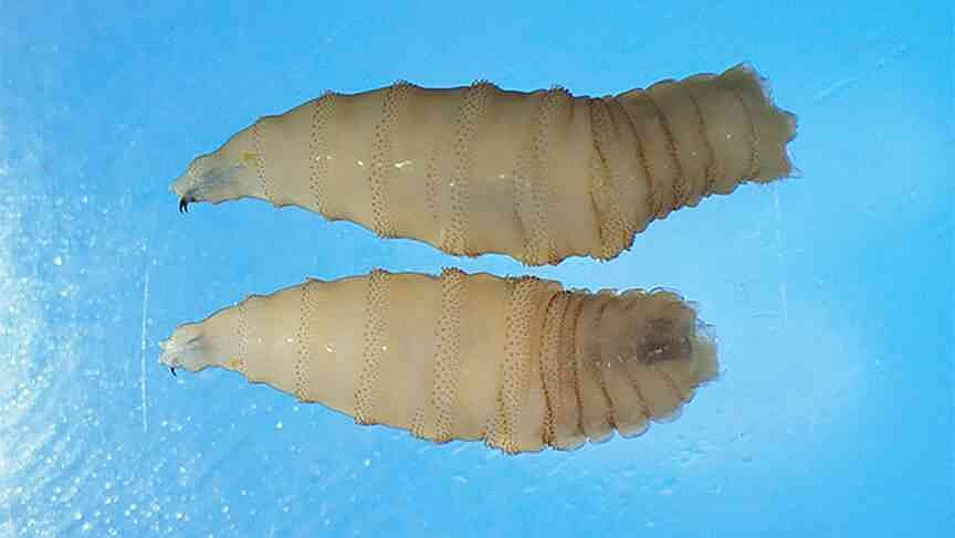 Mo Ag responds to New World Screwworm emergence
