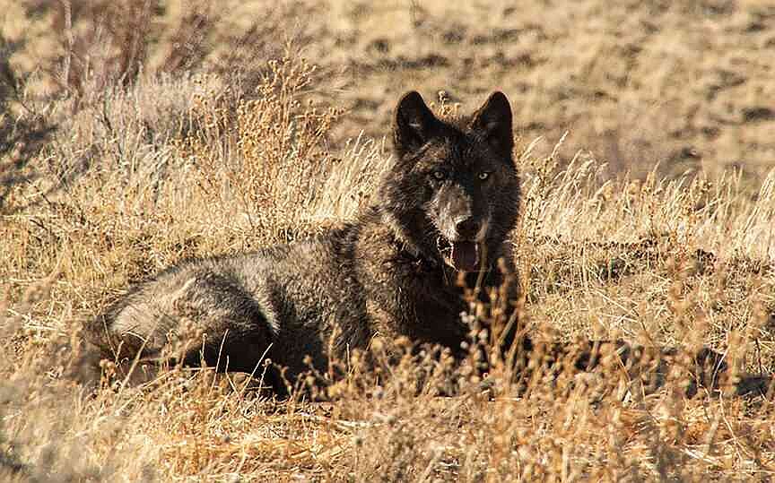 California wolves are eating much more cattle than wild prey