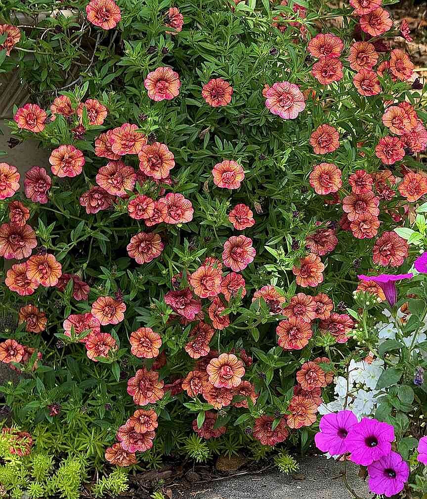 ON GARDENING: Let the good times roll with Superbells Double Mardi Gras