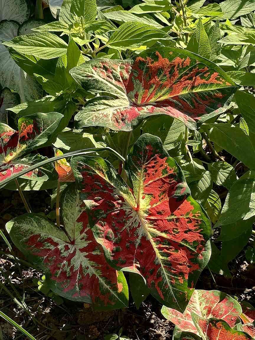 ON GARDENING: Extraordinary beauty from Dawn to Dusk