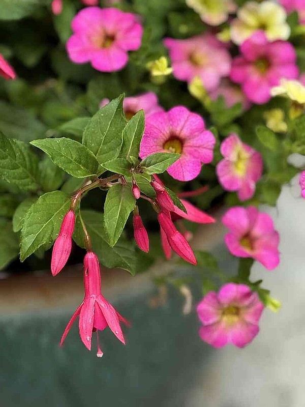 ON GARDENING: This fuchsia is gardener game changer | Jefferson