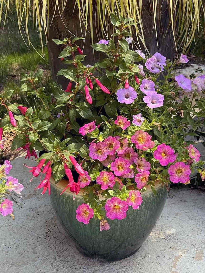 gardenpink① ON GARDENING: This fuchsia is gardener game changer | Jefferson