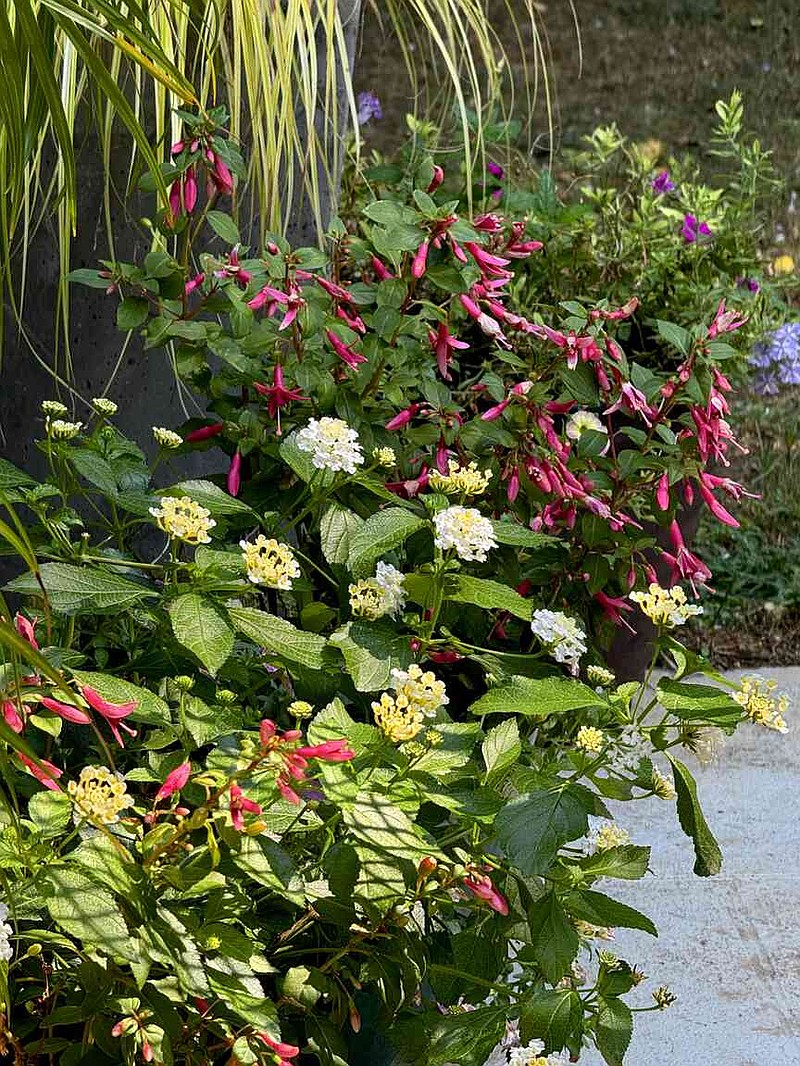 ON GARDENING: This fuchsia is gardener game changer | Jefferson
