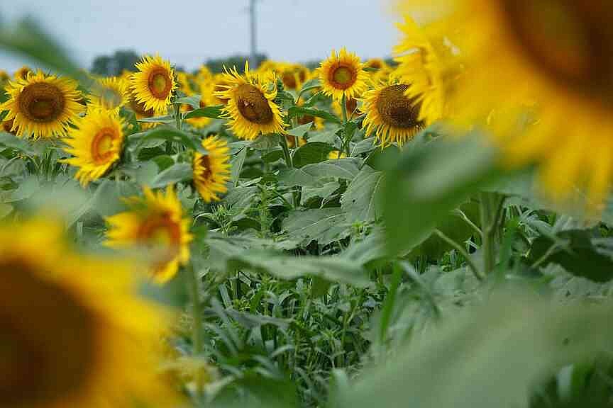Sunflowers are back in bloom in south Columbia