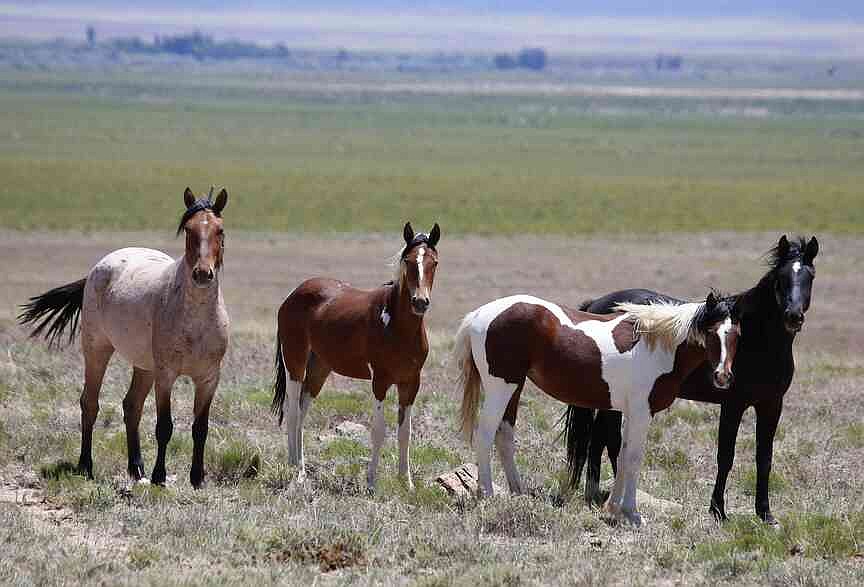 Congress looks to stop horsing around on wild mustangs, burros