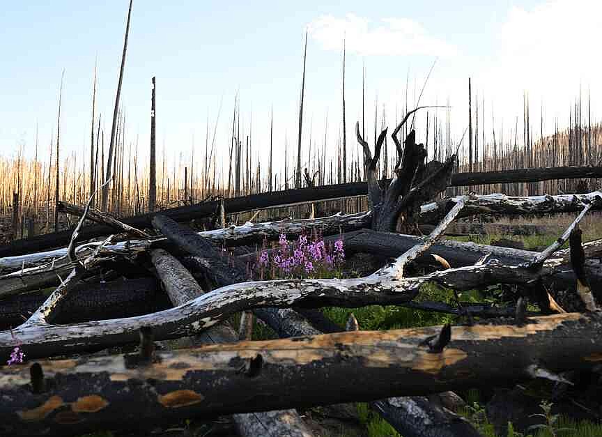 Large, fast-burning wildfires making it hard for Colorado forests to recover