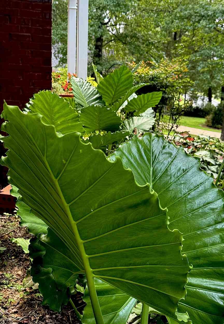 ON GARDENING: Emerald Isle is new drama queen for garden