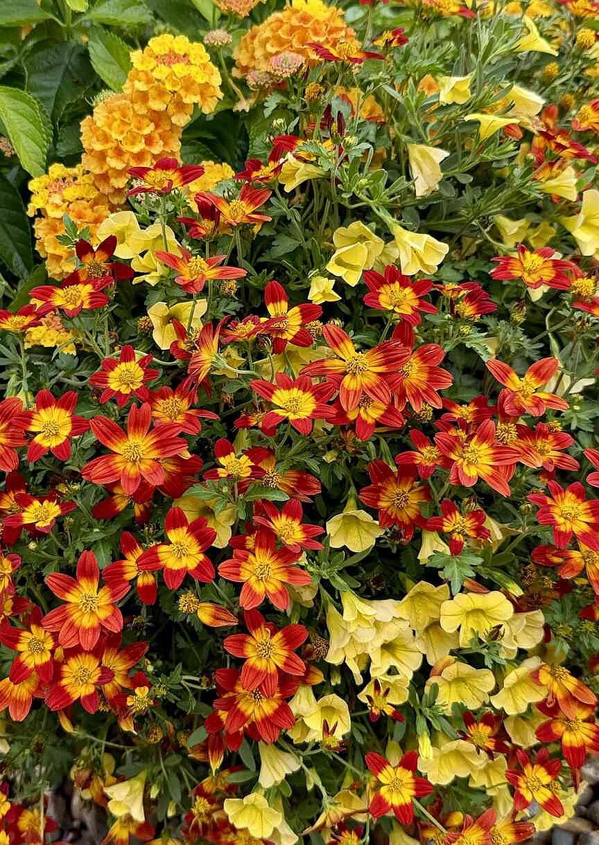 ON GARDENING: Campfires heat up mixed containers